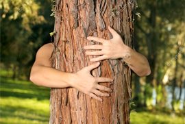 A photo of a tree in the forest with a pair of human arms reaching around to hug the tree.